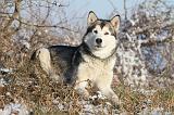 ALASKAN MALAMUTE 083